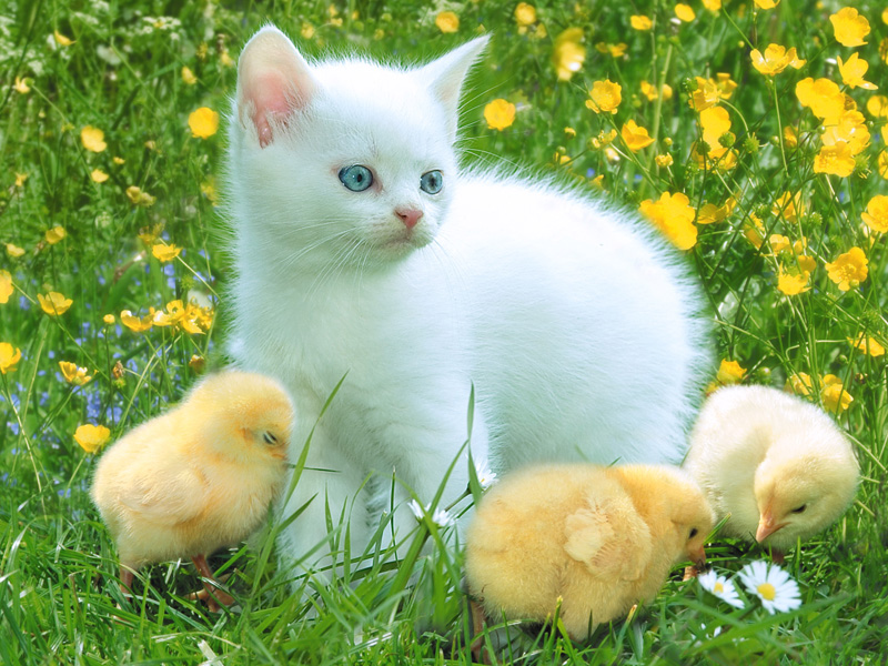 Cats