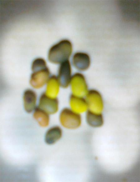 حبوب وبذور