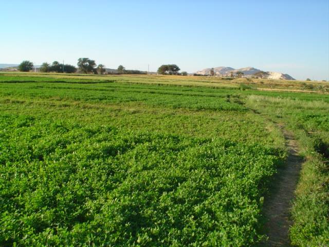 الاشراف جروب