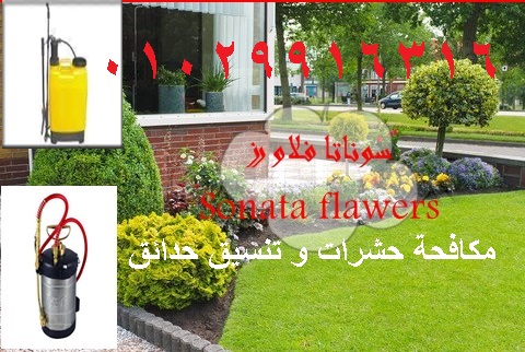 سوناتا فلاورز